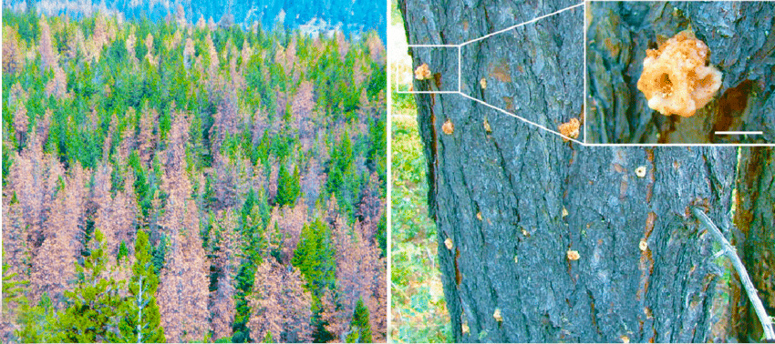 mountain pine beetle damage