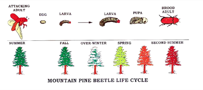 mountain pine beetle lifecycle