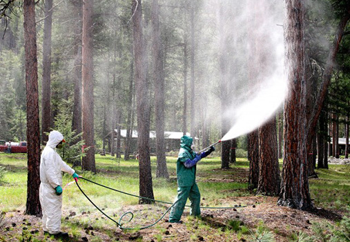 mountain pine beetle control spraying