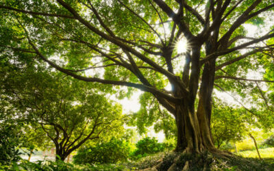 Ask a Professional – What is Plant Health Care?