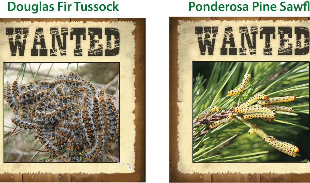wanted tree pests