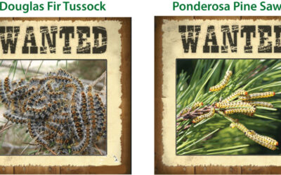 Evergreen Tree Pest Update