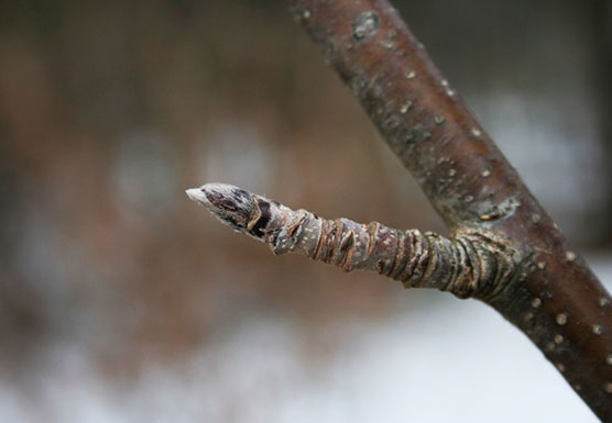 ash tree bud