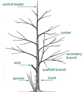 evaluate tree structure