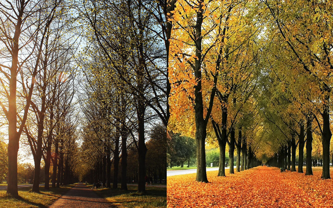 spring and fall tree leaves