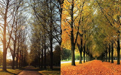Ask A Professional – Why Do Hardwood Trees Drop Their Leafs?