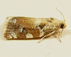oak leaf roller moth