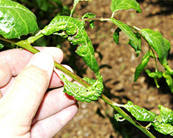 leaf curling aphids