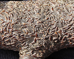 oystershell scale