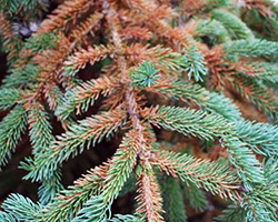 spruce spider mites