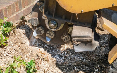 Ask a Professional – What Are The Benefits Of Removing A Tree Stump From Your Yard?