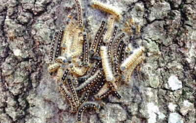 Ask a Professional – What are the Benefits of Applying Dormant Oils in the Winter?
