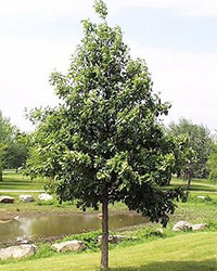 growing tree