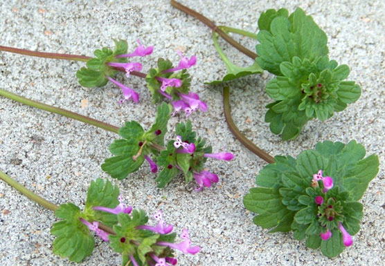 henbit weed indicator species