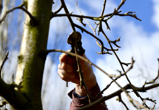 late winter pruning