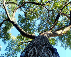 mature tree