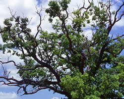 over mature tree