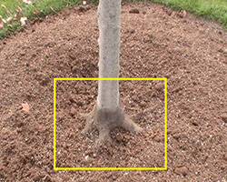 tree planting