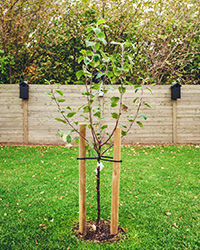 sapling