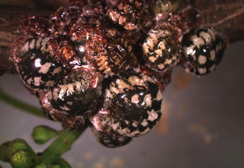 scale insect