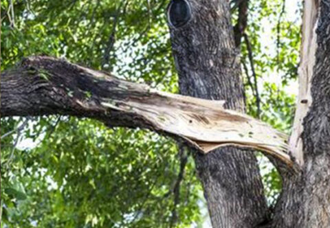 broken limb in tree