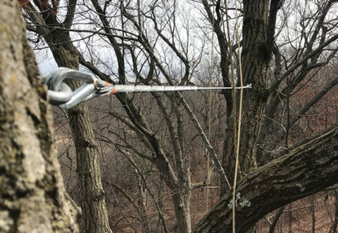 tree cabling and bracing