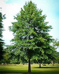 tree structure