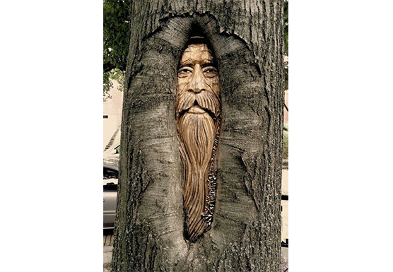 tree wise