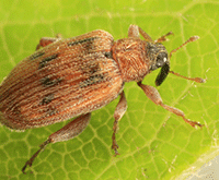 elm flea weevil 
