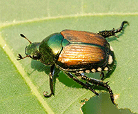 japanese beetle