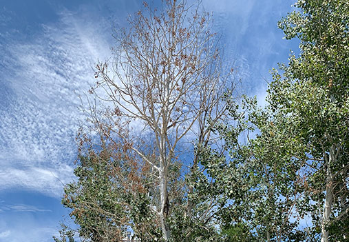denuded Aspens in Denver