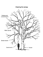 cleaning pruning