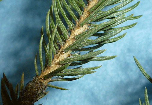 conifer spider mites