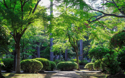 Ask a Professional – Why Use Systemic Products to Control Tree Pests?