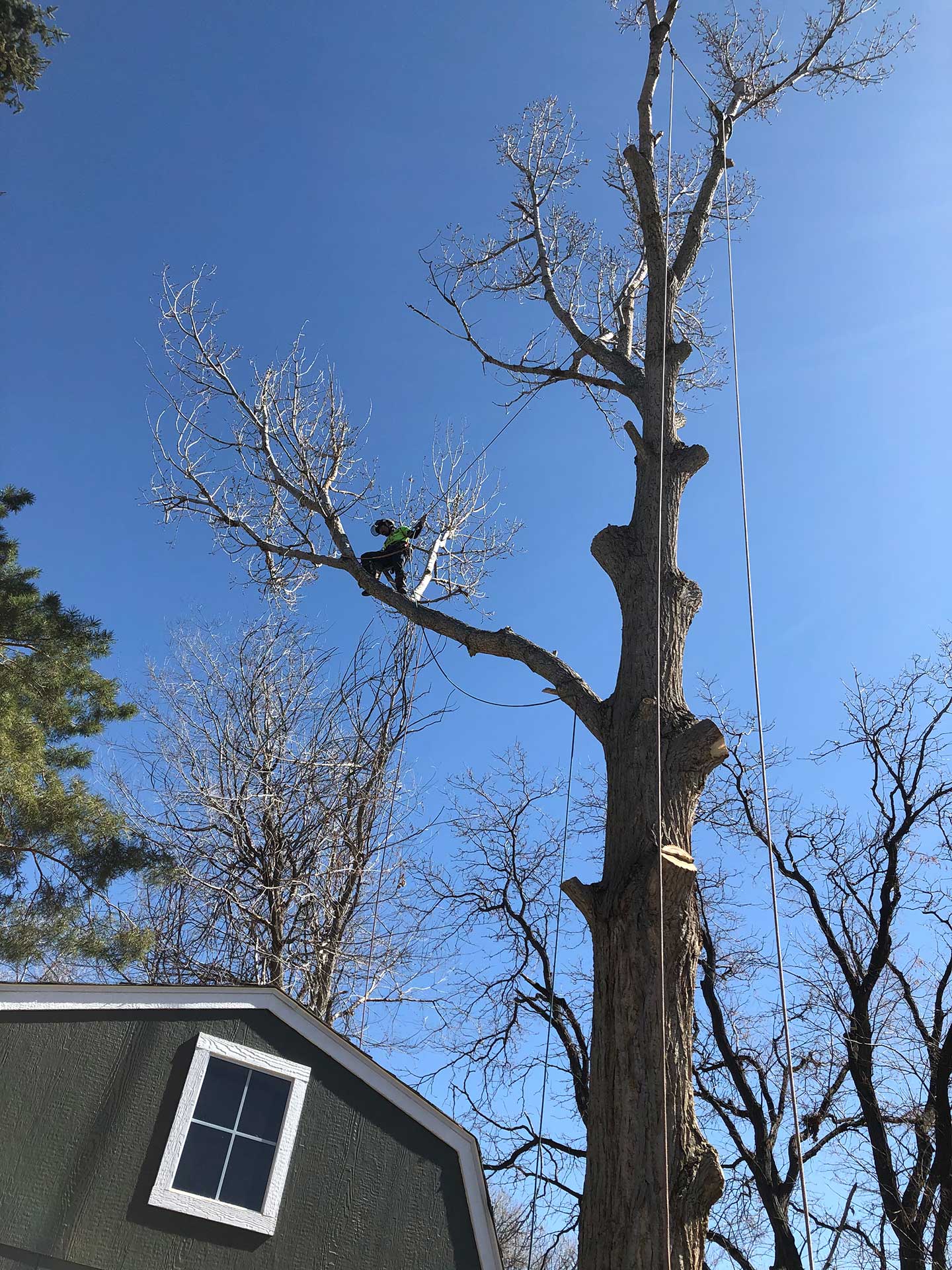 large cottonwood tree removal