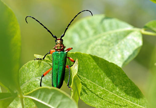 Longhorned Beetles