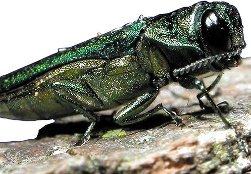 Metallic Wood Borers