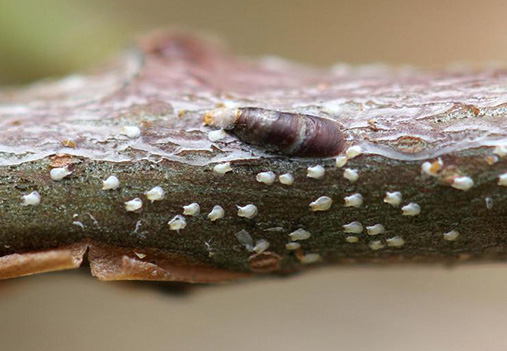 oystershell scale