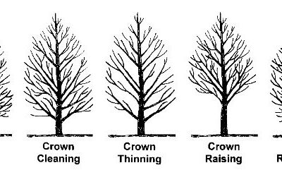 Preparing Trees for Denver’s Heavy Spring Snowstorms
