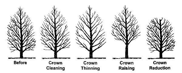 pruning on storm damaged trees