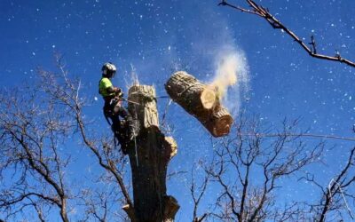 Sometimes It is Best to Call a Professional Tree Company