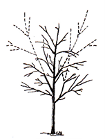 structural pruning