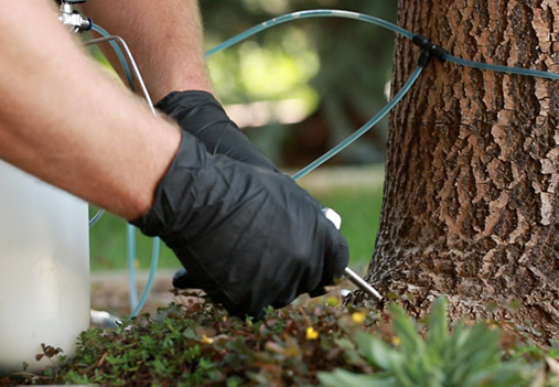 trunk-injections trunk injection tree insect control