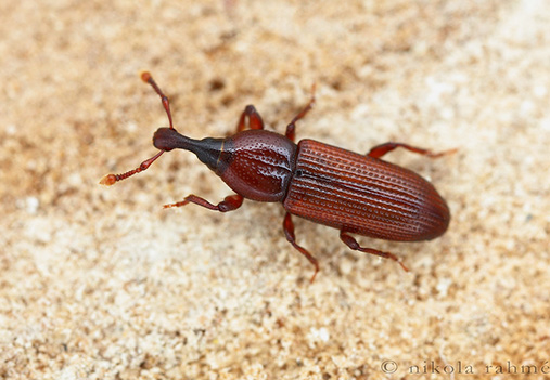 Wood Borer Weevils 