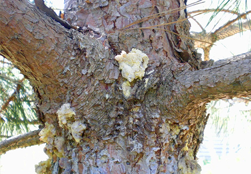 Zimmerman Pine Moth
