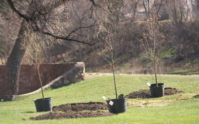 What to do after planting a new tree?