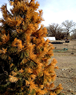 evergreen frost damage