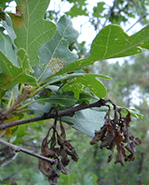 hardwood tree frost damage