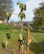 newly planted tree frost damage