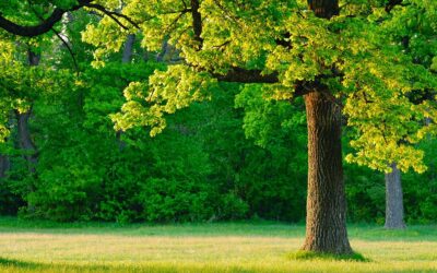 How Do I Get My Trees Ready For The Summer?